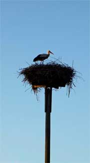 Storch in der Elbtalaue