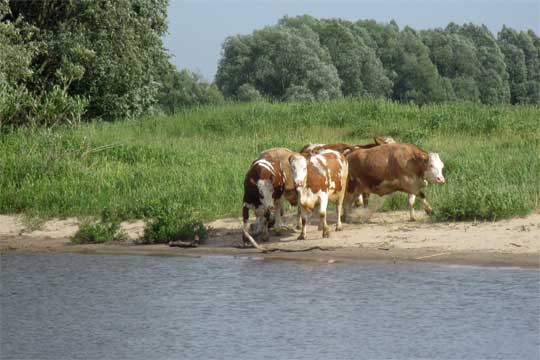 Elbestrand